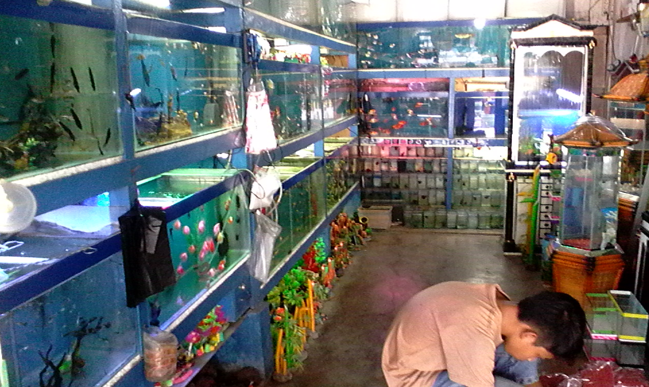 Pusat Ikan Hias dan Aquarium Palembang